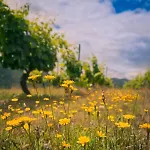 Quinta Amendoeiras * Карразеда-ди-Ансиайнш
