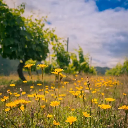 Quinta Amendoeiras * Carrazeda de Anciães