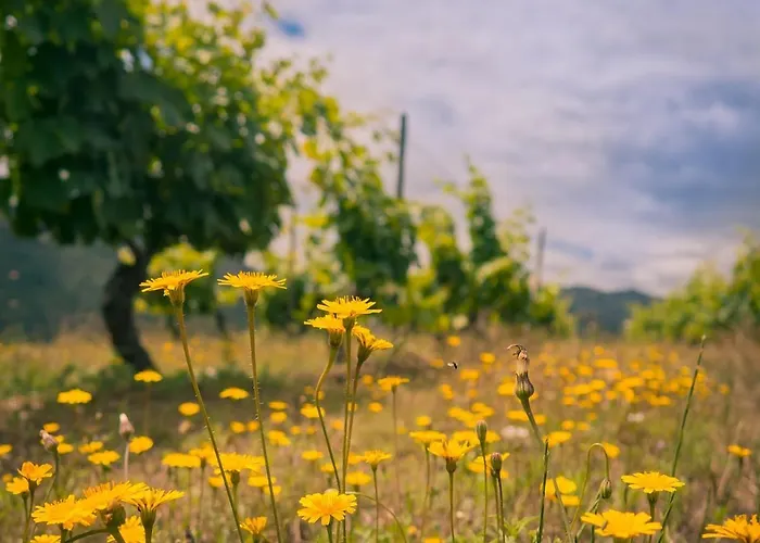 Quinta Amendoeiras * Carrazeda de Anciães